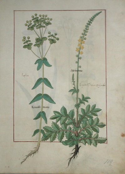 Reveille Matin and Agrimonia, illustration from The Book of Simple Medicines by Mattheaus Platearius by Robinet Testard